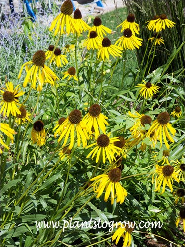 Strange to see a yellow flower in a purple cone flower.
